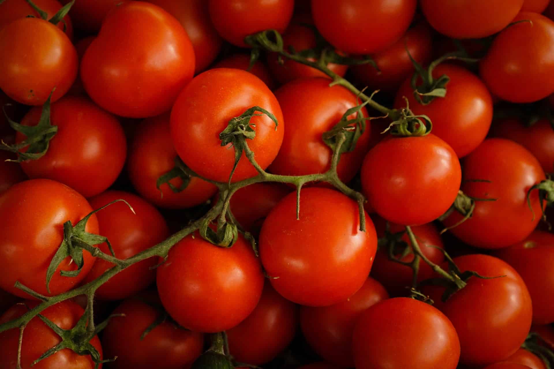 Tomate cerise : culture, entretien et récolte de saison