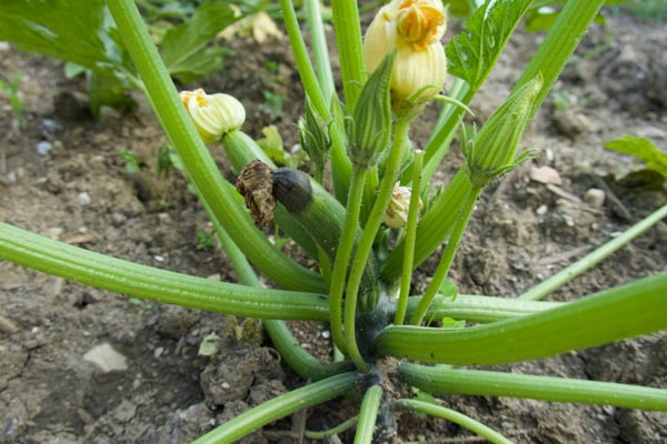 Ces courgettes qui ne grossissent pas 1