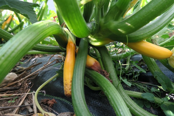 Ces courgettes qui ne grossissent pas