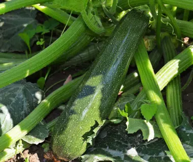 Comment cultiver et planter la courgette ?