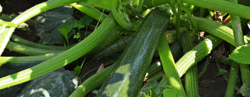 La culture de la courgette