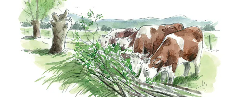 Trognes d’aujourd’hui | 4 saisons n°246