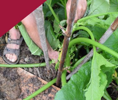 Tuteurer les courgettes 1