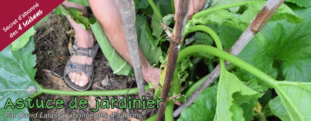 Tuteurer les courgettes