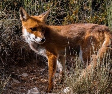 Une pétition pour sauver les animaux considérés comme nuisibles par la loi 1