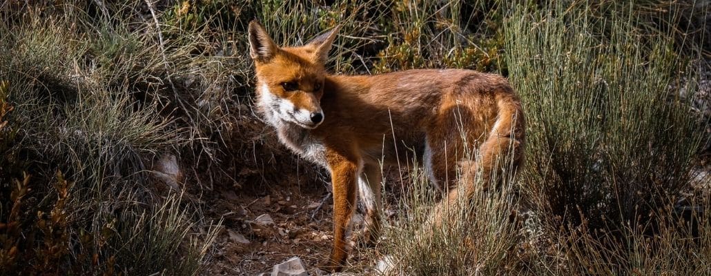 Une pétition pour sauver les animaux considérés comme nuisibles par la loi 1