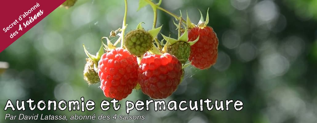 Baies et petits fruits gourmands 1