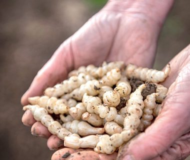 Crosne : le légume aux anneaux de jade | 4 saisons n°247 4