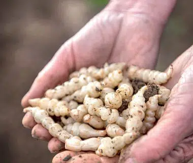 Crosne : le légume aux anneaux de jade | 4 saisons n°247 4