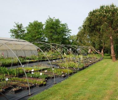 Plantes, arbustes, arbres : les pépiniéristes vous attendent