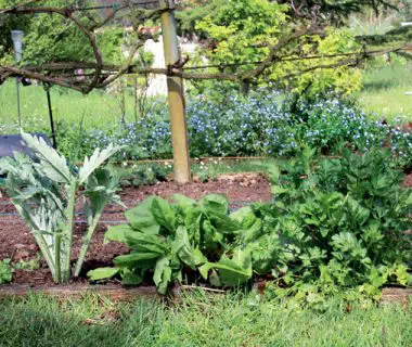 Potager perpétuel | 4 saisons n°247 1