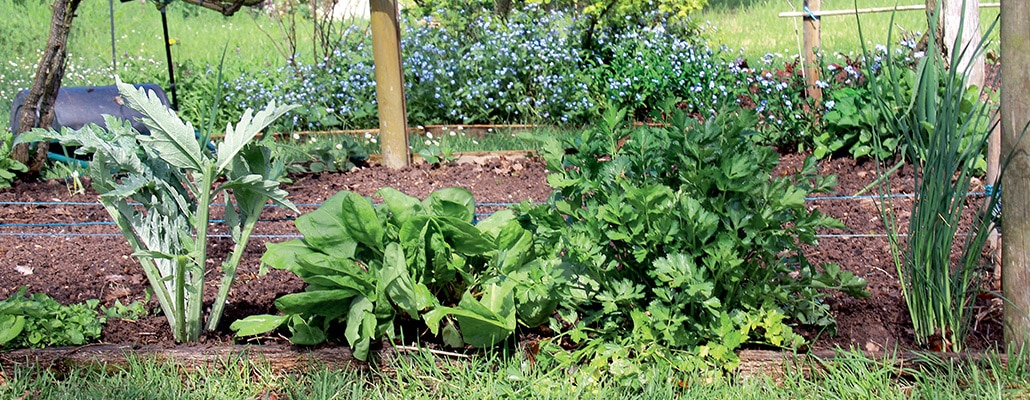 Potager perpétuel | 4 saisons n°247