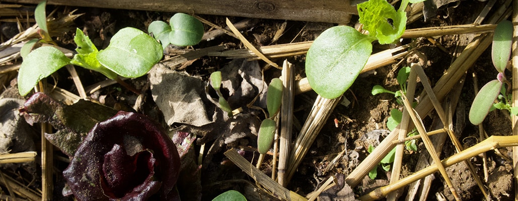 Appel à témoignages : plantules du printemps, on enlève ou on laisse pousser ?