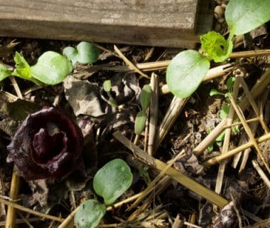 Appel à témoignages : plantules du printemps, on enlève ou on laisse pousser ? 1