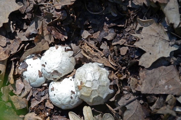 Champignon insolite 1