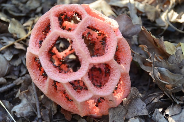 Champignon insolite - Terre Vivante