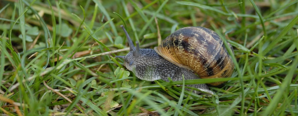 Reconnaître les escargots | 4 saisons n°250 1