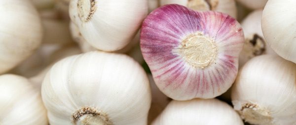 Culture de l'ail : plantation, entretien et récolte