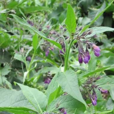 Graines Consoude Officinale bio - Graines del pais