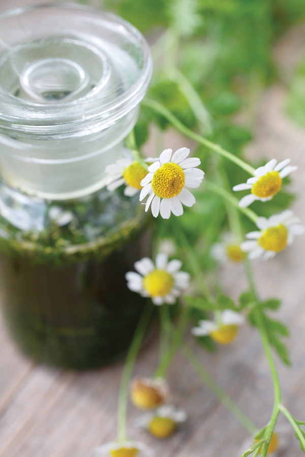 Grande camomille : une aide efficace contre la migraine