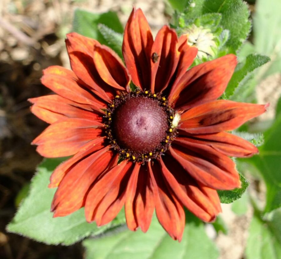 Graines Rudbeckia chocolat orange bio - Graines del pais 1