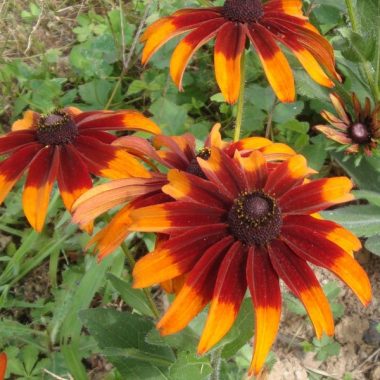 Graines Rudbeckia chocolat orange bio - Graines del pais 2