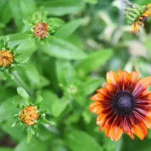 Graines Rudbeckia chocolat orange bio - Graines del pais 3