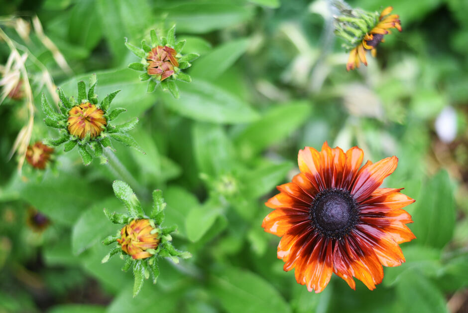 Graines Rudbeckia chocolat orange bio – Graines del pais 3