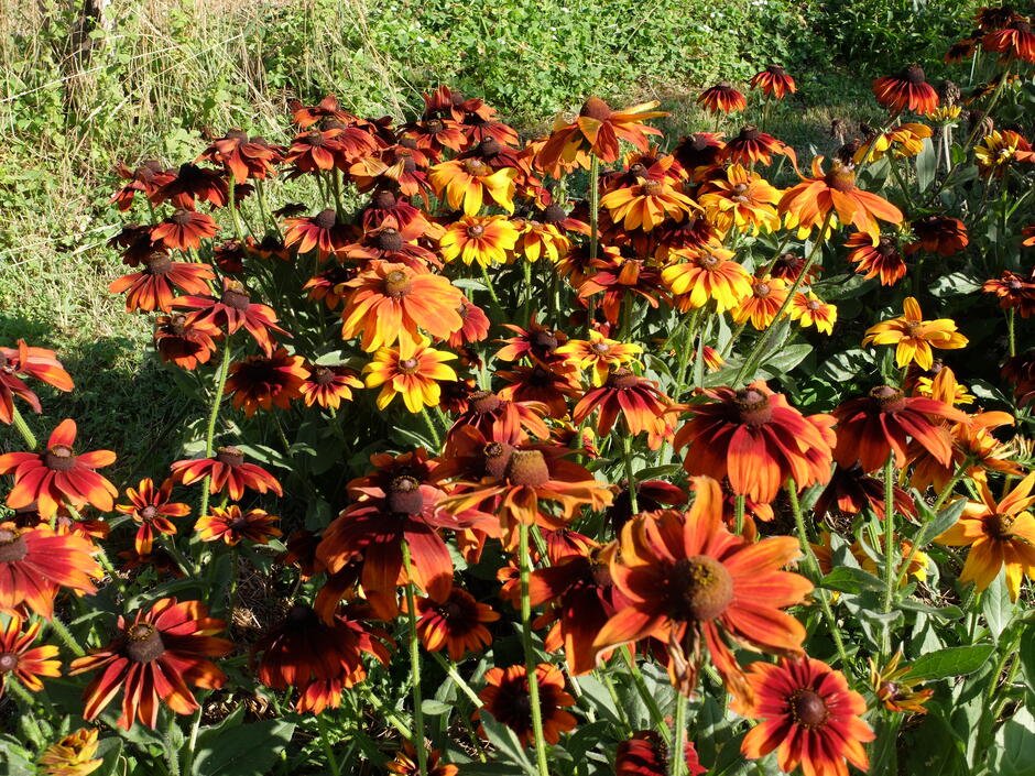 Graines Rudbeckia chocolat orange bio – Graines del pais