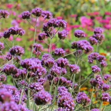 Graines Verveine de Buenos Aires NT - Ferme de Sainte Marthe 1