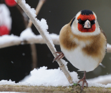 Moineau domestique, mésange charbonnière et bleue : quels oiseaux dans nos jardins cet hiver ?