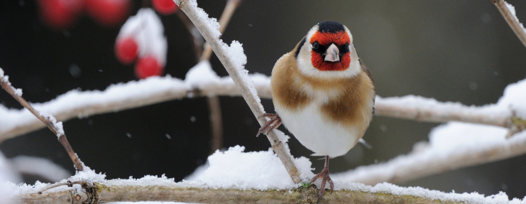 Moineau domestique, mésange charbonnière et bleue : quels oiseaux dans nos jardins cet hiver ?