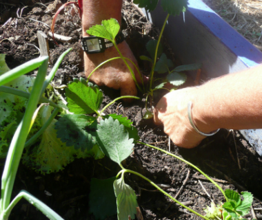 Stages en jardinage écologique : Cette année, je me forme avec Terre vivante ! 2