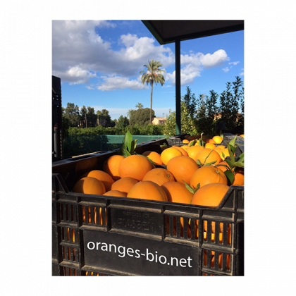 Oranges BIO - Producteur d'agrumes bio