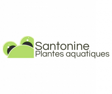 Santonine- Pépinière de plantes aquatiques