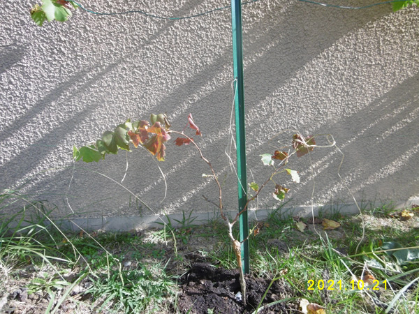 Vigne basse ?