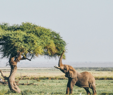 Les animaux ont eux aussi une mémoire… Parfois même plus efficace que la nôtre ! 1