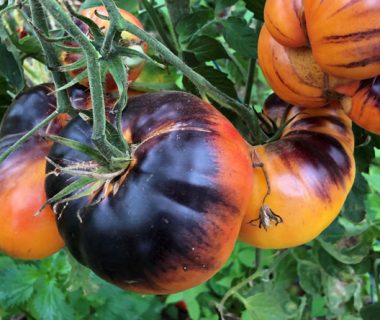 Cultive ta rue : des semences de 1 900 variétés de tomates | 4 saisons n°253 1