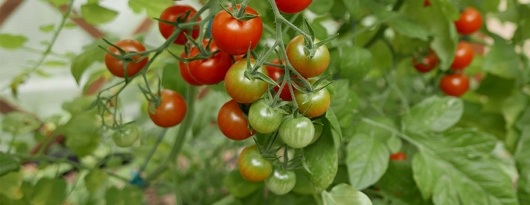Cultive ta rue : des semences de 1 900 variétés de tomates | 4 saisons n°253