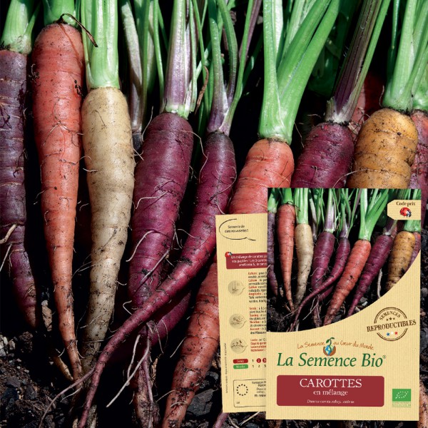 Graines Carottes en mélange bio – La semence bio 1