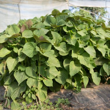 Graines Perilla de Corée à larges feuilles bio - Kokopelli