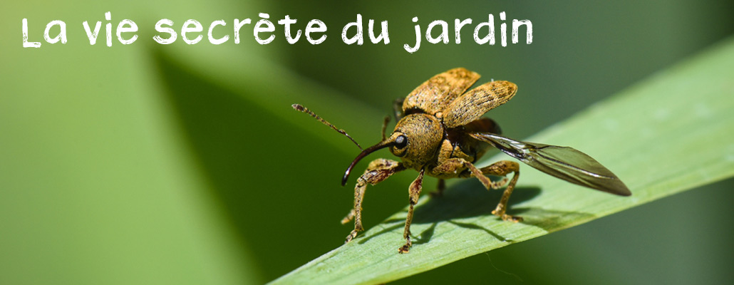 La vie secrète du jardin - Épisode 1 : Booster la biodiversité