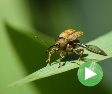 La vie secrète du jardin - Épisode 1 : Booster la biodiversité 1