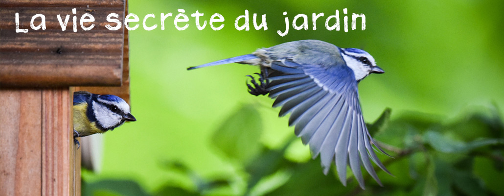 La vie secrète du jardin - Épisode 2 : Les oiseaux