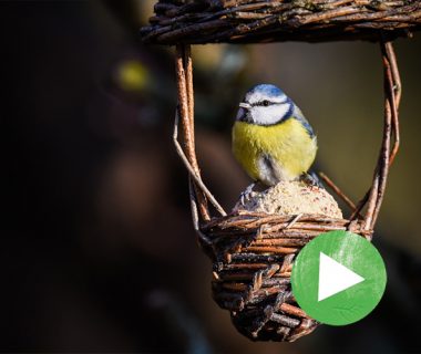 La vie secrète du jardin - Épisode 2 : Les oiseaux 1