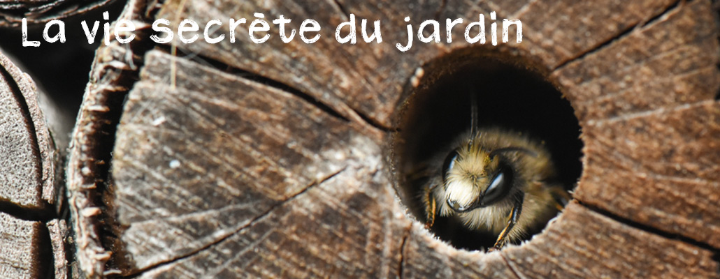 La vie secrète du jardin - Épisode 3 : Abeilles et bourdons