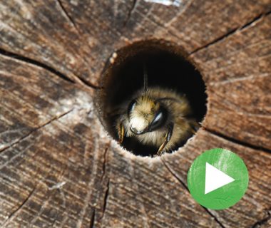 La vie secrète du jardin - Épisode 3 : Abeilles et bourdons 1