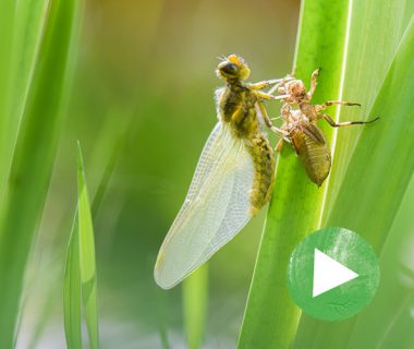 La vie secrète du jardin - Épisode 4 : Les habitants de la mare 1