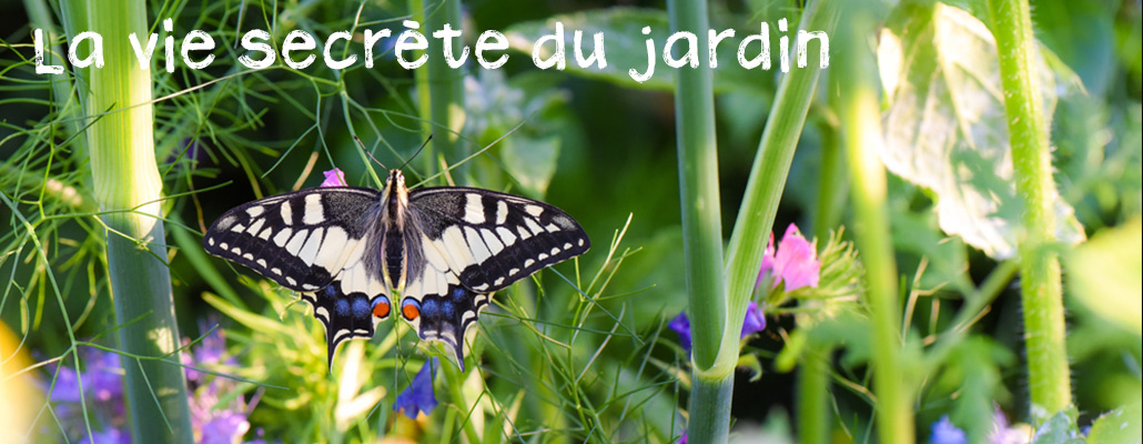 La vie secrète du jardin - Épisode 5 : Les papillons