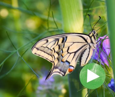 La vie secrète du jardin - Épisode 5 : Les papillons 1
